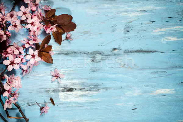 Primăvară Cherry Blossom albastru rustic Imagine de stoc © IvicaNS