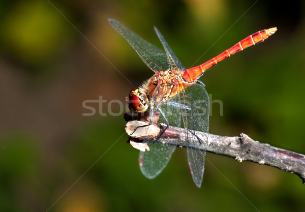 Roşu balaur zbura verde natură Imagine de stoc © IvicaNS