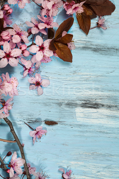 Primăvară Cherry Blossom albastru rustic Imagine de stoc © IvicaNS