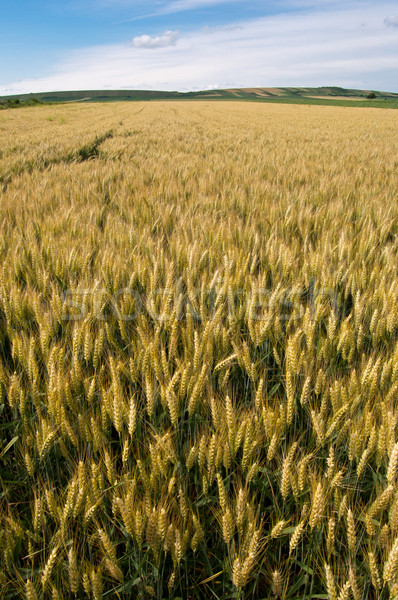 Trigo amarillo creciente granja campo primavera Foto stock © IvicaNS