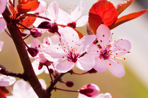 Tavasz cseresznyevirágzás zöld növény fehér cseresznye Stock fotó © IvicaNS