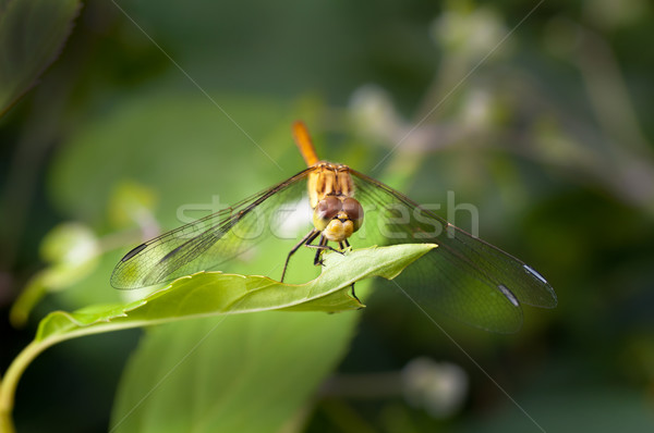 Balaur zbura verde natură grădină Imagine de stoc © IvicaNS