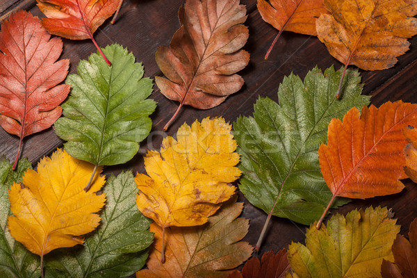őszi levelek öreg fából készült klasszikus ősz levelek Stock fotó © IvicaNS