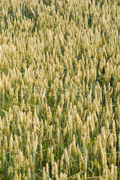 Trigo amarillo creciente granja campo naturaleza Foto stock © IvicaNS