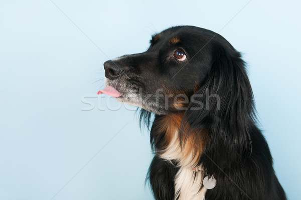 Dog licking with tongue Stock photo © ivonnewierink