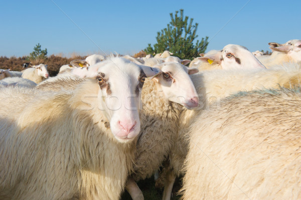 Stock photo: Sheep herd