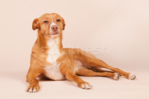 Andalusian hound Stock photo © ivonnewierink