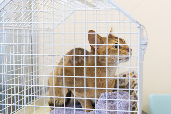 Katze Käfig weiß Stock foto © ivonnewierink