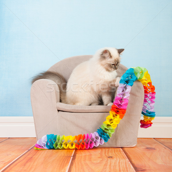 Birman cat birthday Stock photo © ivonnewierink
