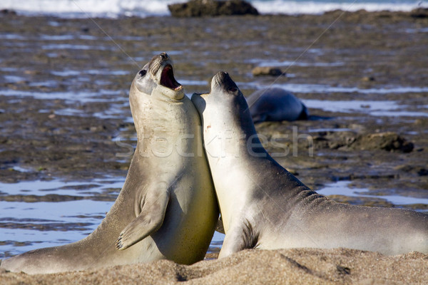 Barking seals Stock photo © ivonnewierink