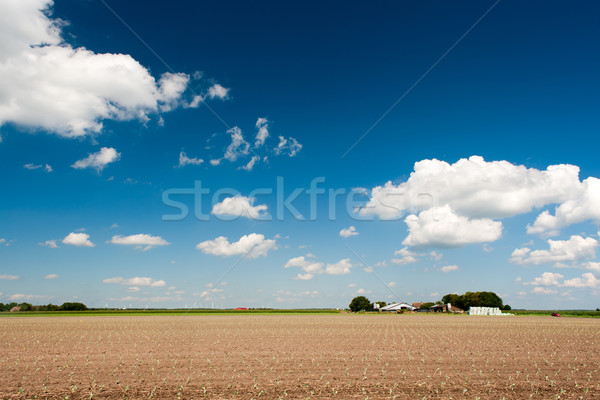 сельского хозяйства пейзаж голландский молодые овощей полях Сток-фото © ivonnewierink