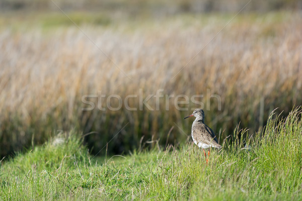 bar-tailed Godwit  Stock photo © ivonnewierink