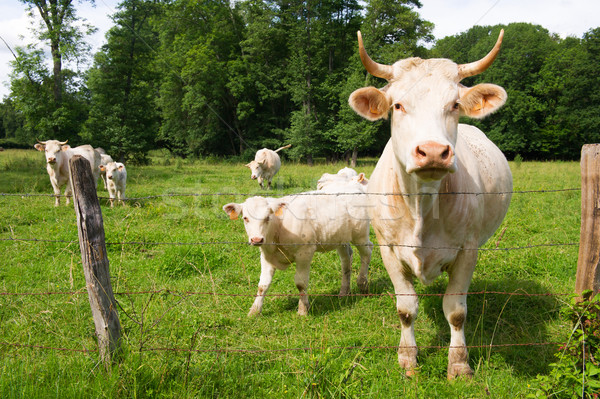 Francés blanco vacas verano verde animales Foto stock © ivonnewierink