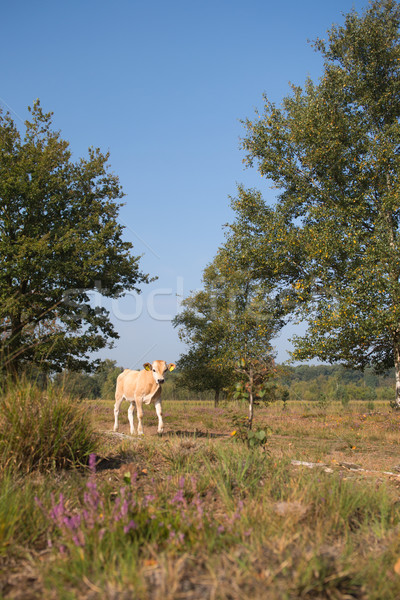 Nature landscape with cows in water Stock photo © ivonnewierink