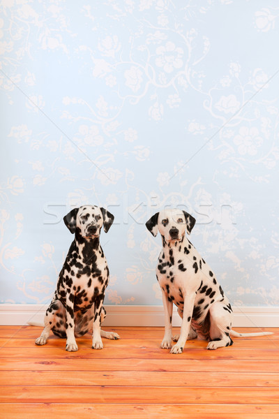 Dalmatian dogs sitting at the floor Stock photo © ivonnewierink