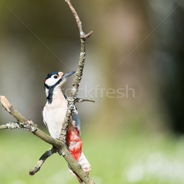 Female great spotted woodpecker Stock photo © ivonnewierink