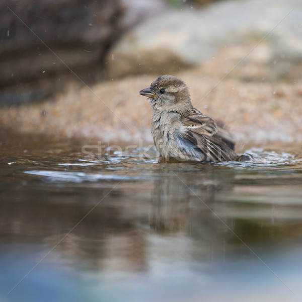 Sparrow in water Stock photo © ivonnewierink