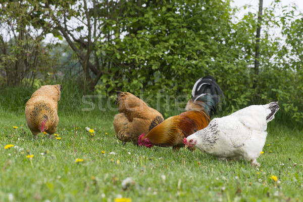 Free range chickens at the farm Stock photo © ivonnewierink
