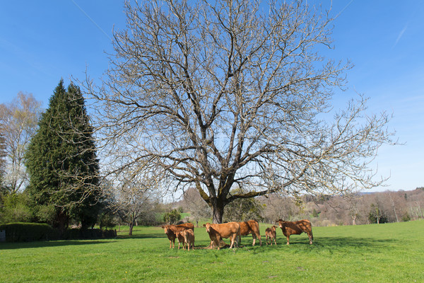 Tehenek tájkép szarvasmarha zöld francia tavasz Stock fotó © ivonnewierink