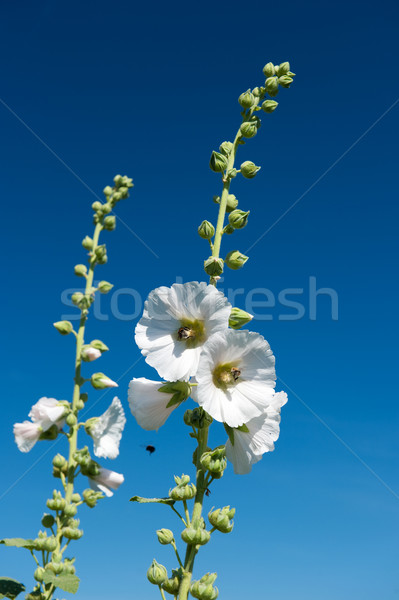 Hollyhock Stock photo © ivonnewierink