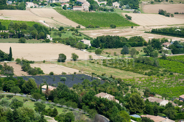 Vineyard in France Stock photo © ivonnewierink