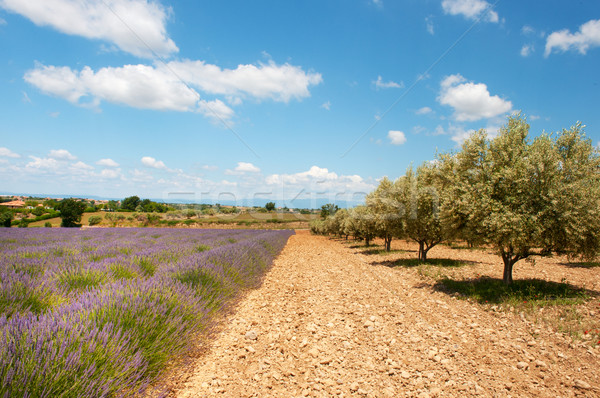 Lavender and olive trees Stock photo © ivonnewierink