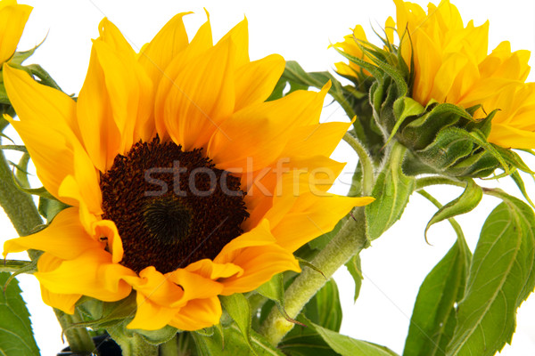 Foto stock: Girasoles · ramo · naturaleza · amarillo · blanco · fondo