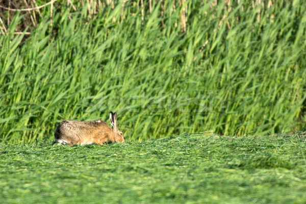 Сток-фото: заяц · еды · трава · Нидерланды
