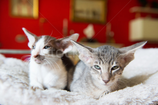 Siamese kitten  Stock photo © ivonnewierink