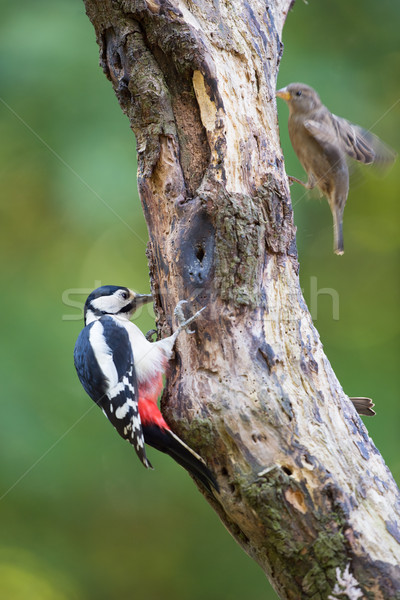 Female Great Spotted Woodpecker and sparrow Stock photo © ivonnewierink