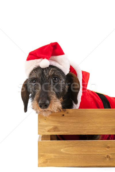 Wire haired dachshund with Christmas suit in wooden crate Stock photo © ivonnewierink