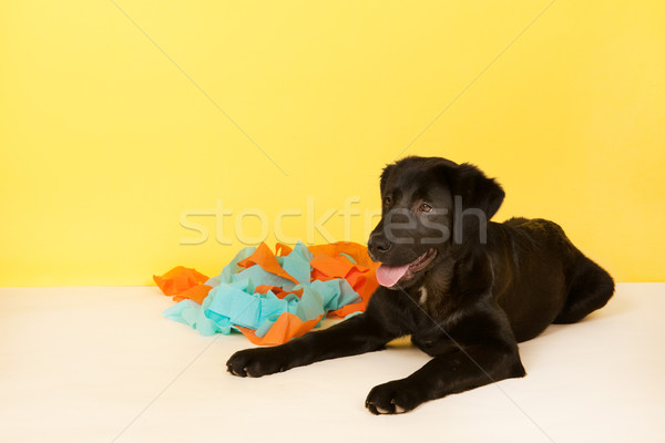 Cross breed dog laying with confetti Stock photo © ivonnewierink