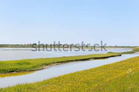 Dutch wadden island Texel  Stock photo © ivonnewierink