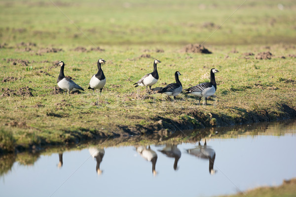 Barnacle gooses Stock photo © ivonnewierink