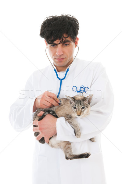 Stock photo: veterinarian with Siamese cat