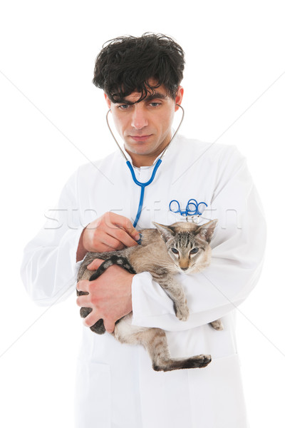 Veterinario gato siamés guapo gato aislado blanco Foto stock © ivonnewierink