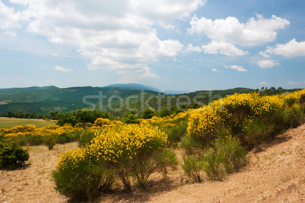 Blüte Besen Landschaft Büsche Französisch Stock foto © ivonnewierink