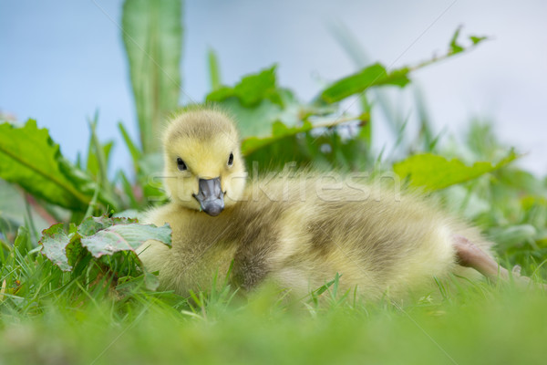 Little baby Canada goose Stock photo © ivonnewierink