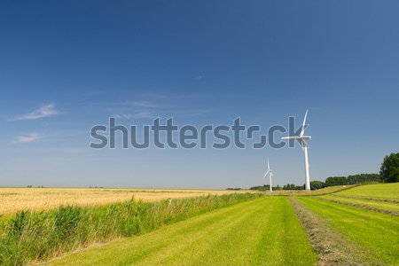 ストックフォト: 風力タービン · 農業 · 風景 · オランダ · トウモロコシ · 電源