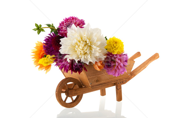 Bouquet Dahlias in wheel barrow Stock photo © ivonnewierink