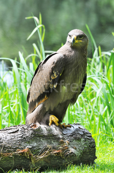 Steppe eagle Stock photo © ivonnewierink