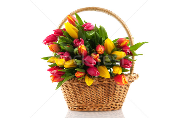 Basket filled with tulips Stock photo © ivonnewierink