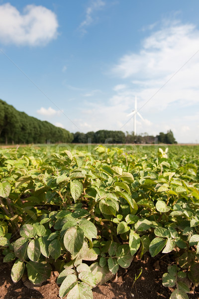 Field potatoes Stock photo © ivonnewierink