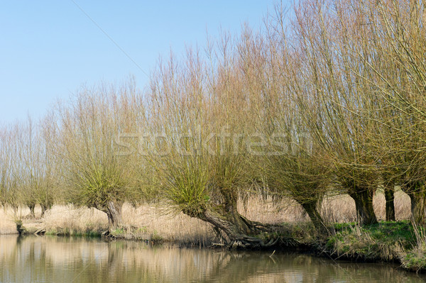 Typical pollard willows in Holland Stock photo © ivonnewierink