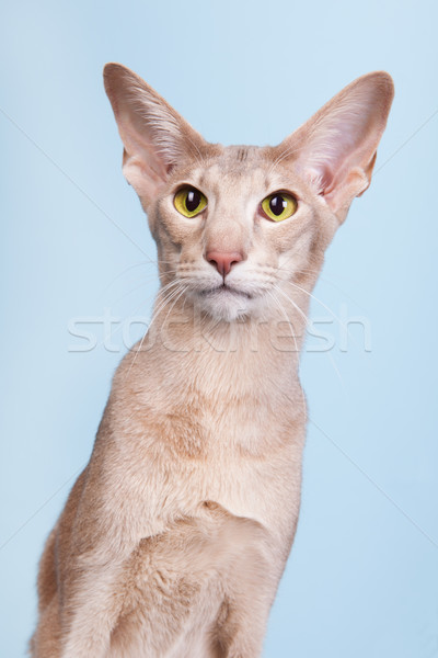 Foto stock: Estudio · retrato · lavanda · gato · siamés · azul · aislado