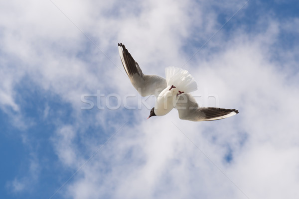 Flying Black-headed gull  Stock photo © ivonnewierink
