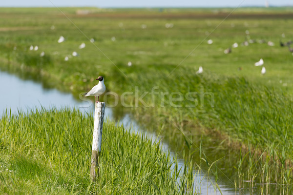 Black-headed gull on pole Stock photo © ivonnewierink