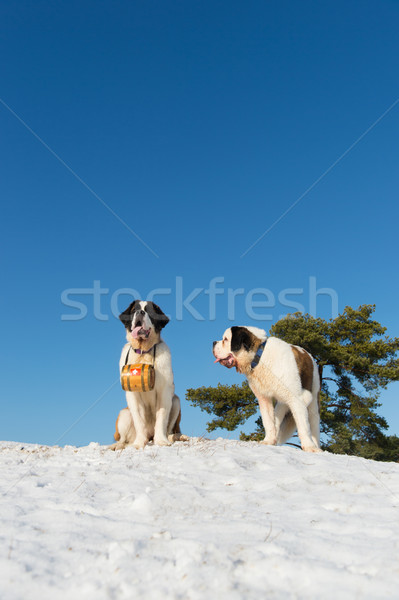 Rescue dogs with barrel Stock photo © ivonnewierink