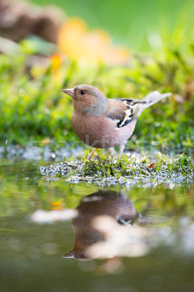 Common chaffinch drinking water Stock photo © ivonnewierink