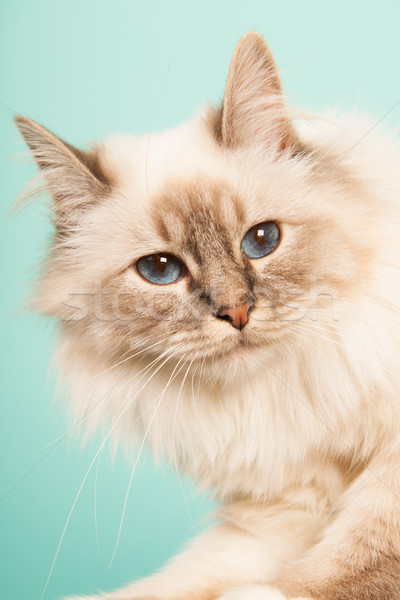 Birman cat Stock photo © ivonnewierink